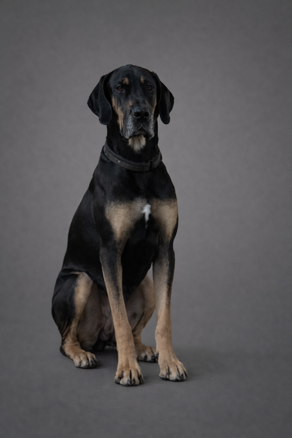 Evelyn — Retired Matriarch, Black & Tan Great Dane