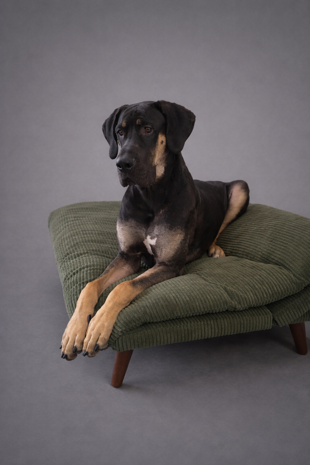 King — Foundation Male · Black & Tan
