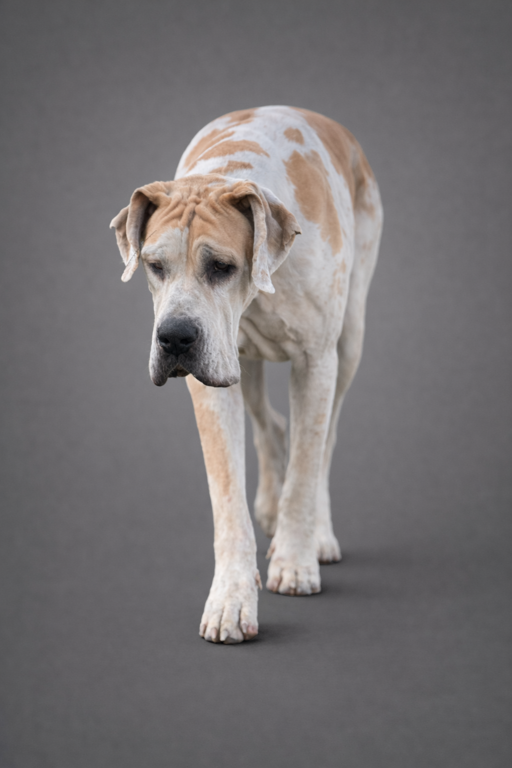 Lilith — Foundation Female · Harlequin