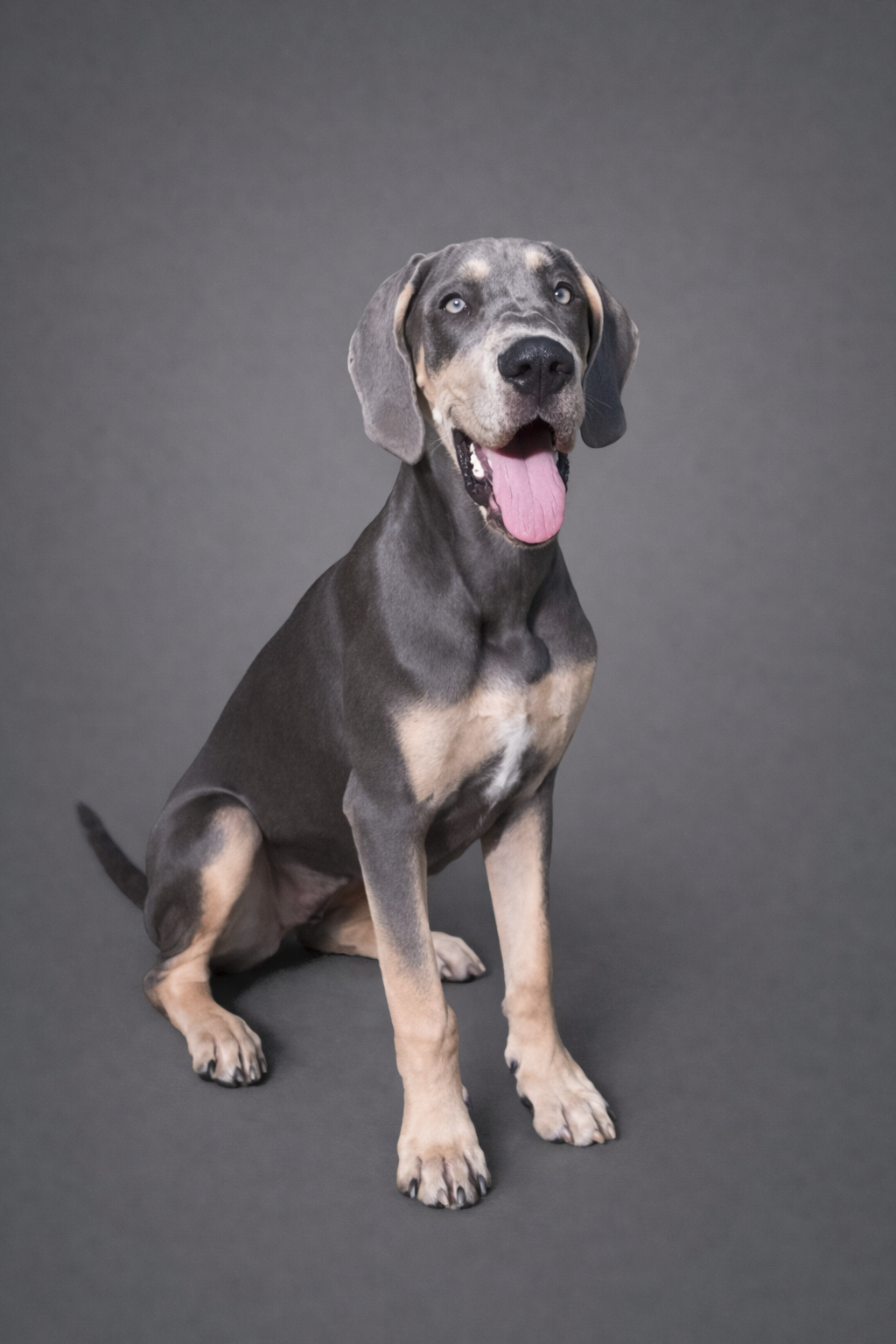 Nala — Foundation Female · Blue & Tan