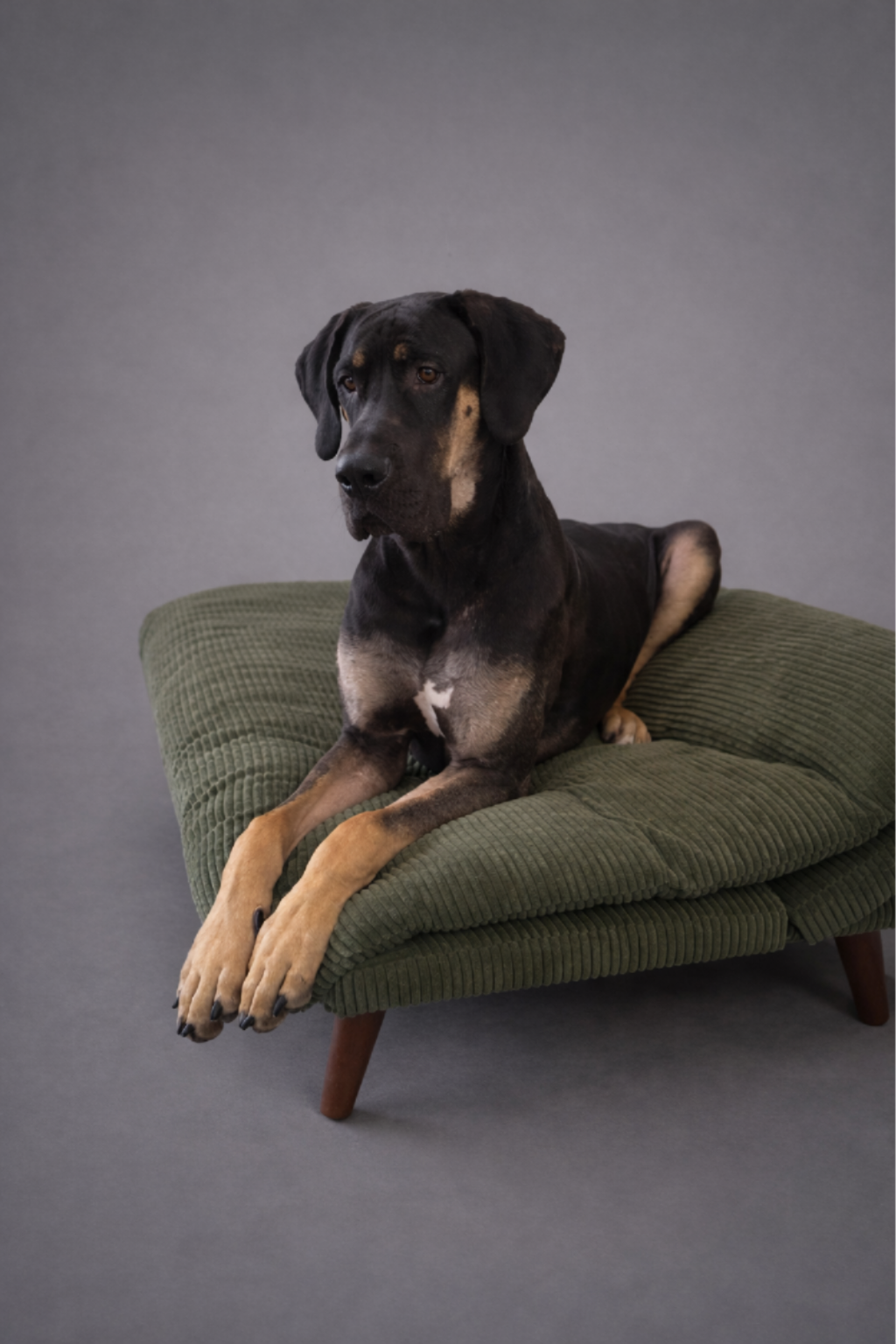 Alvis Great Danes stud service