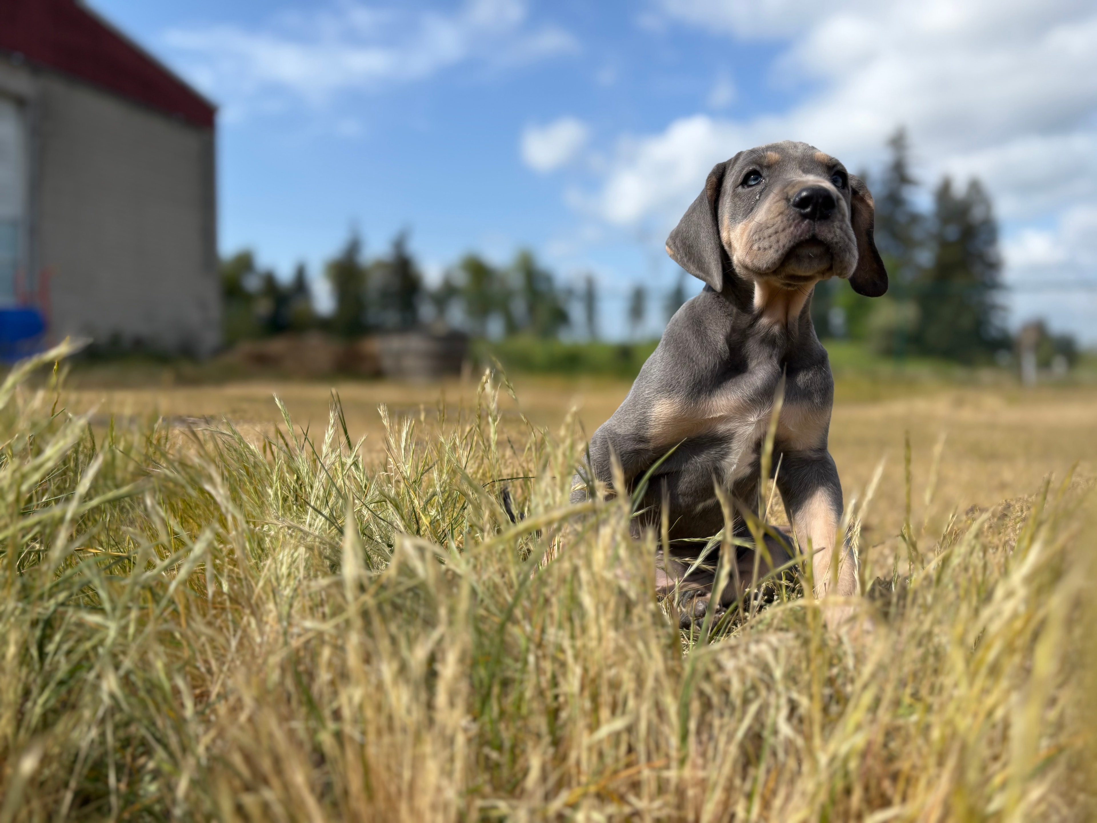 Great Dane puppy in a family home